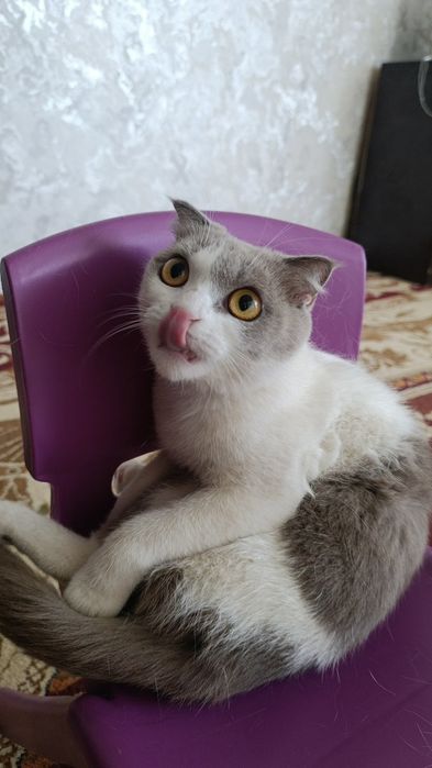 Продаю кошек здоровые домашние