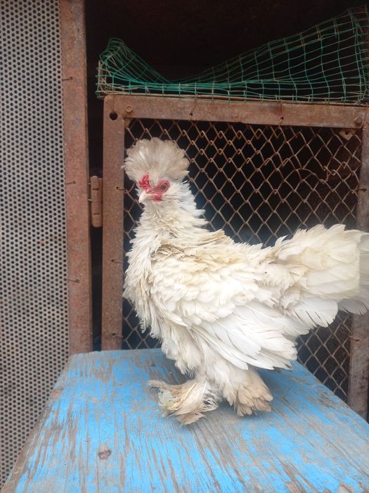 Yaponchala sotiladi manzil Qarshi shahar