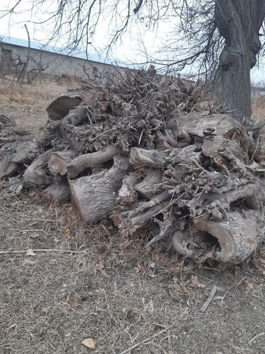 Otin sotiladi zur kop