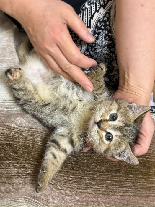 Котята- домашние,девочки