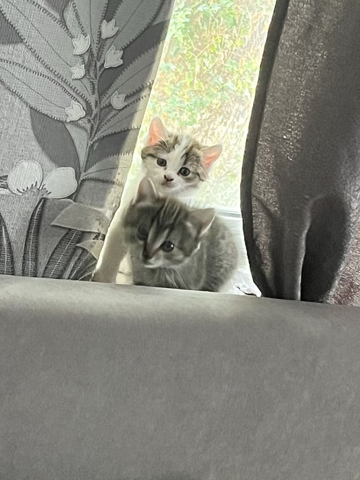 Отдам котят бесплатно