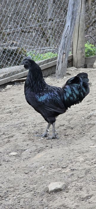 Cocoș Ayam Cemani