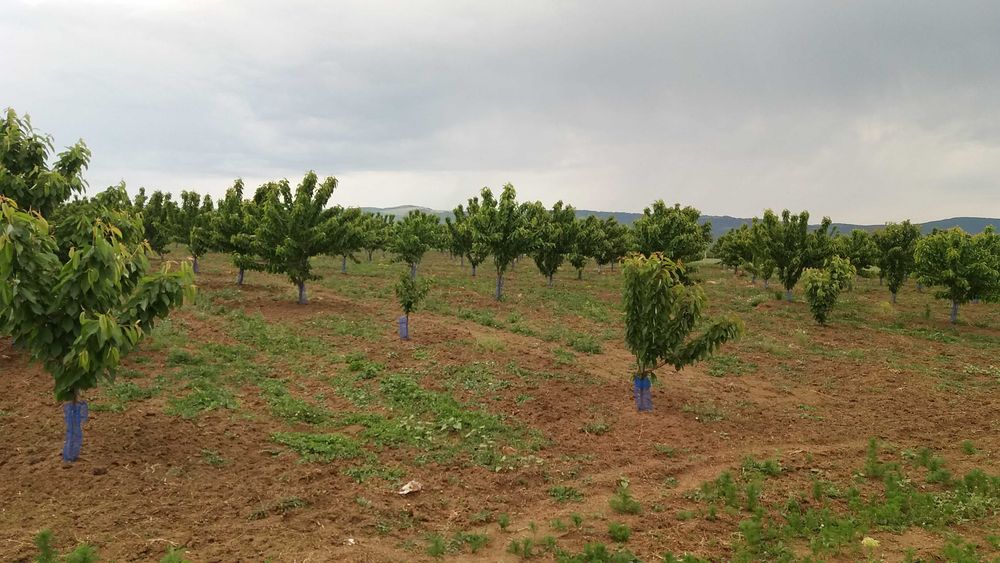 Продава се 11 дка млада черешова градина