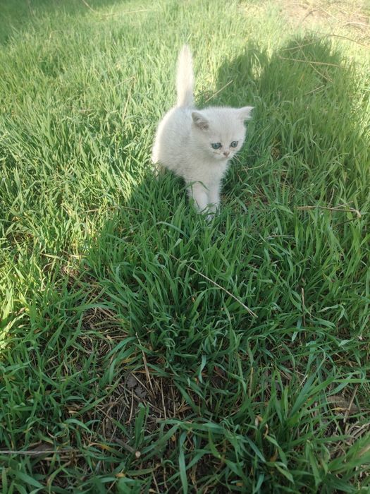 Котята Шиншиллы Серебро