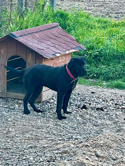 Donez catei Cane corso ( fara certificat  pedigree )