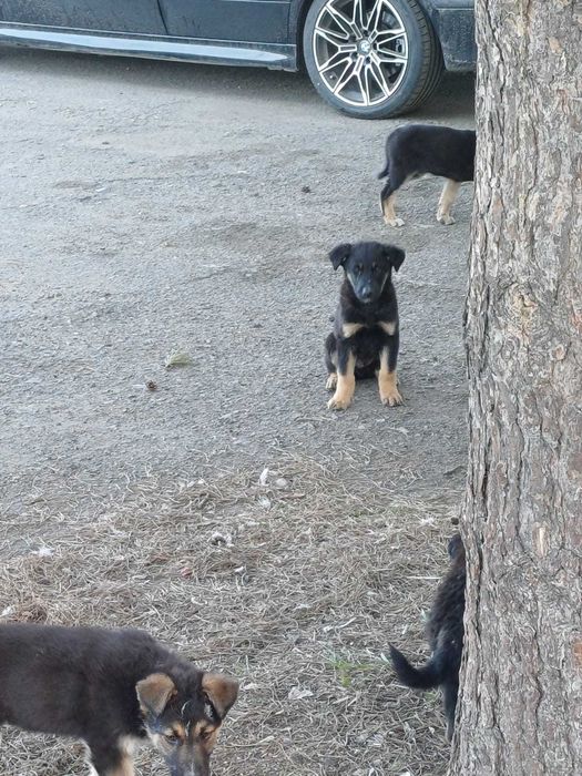 Щенки в добрые руки