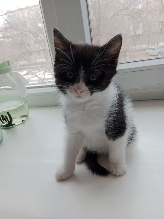 Котенки девочки 1 месячный