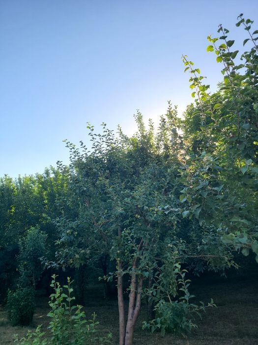 Дача участок ситилади