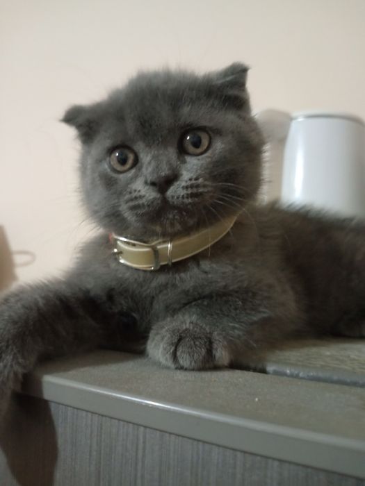 Сотилади скоттиш фолд