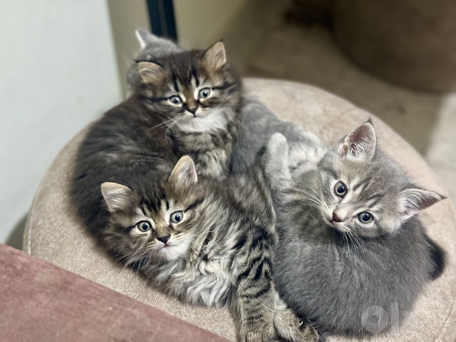 Котята Скотиш Страйт