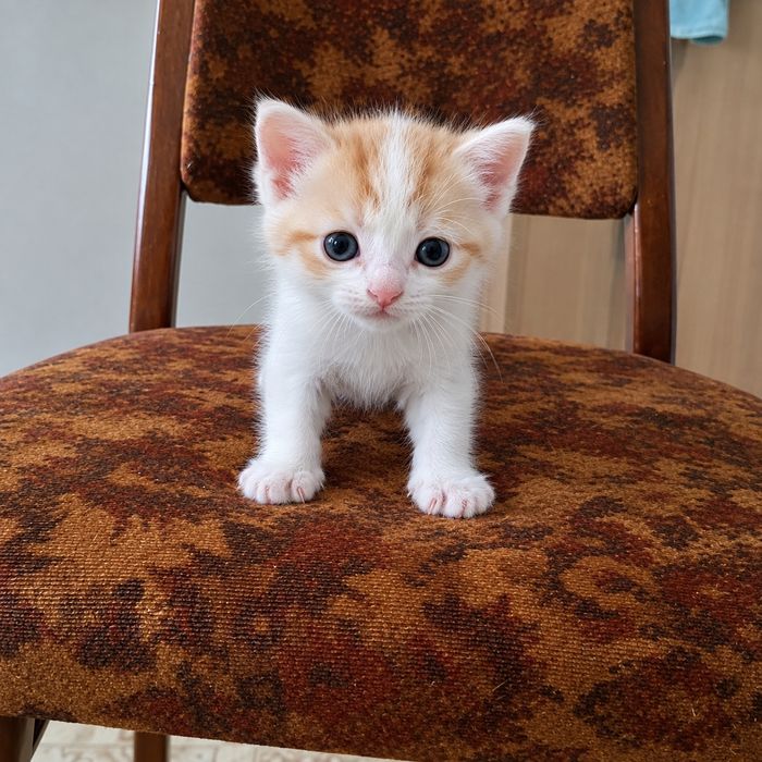 Котенок в добрые руки
