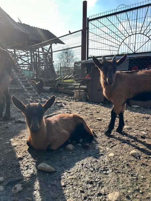 Iezi alpini francezi puri