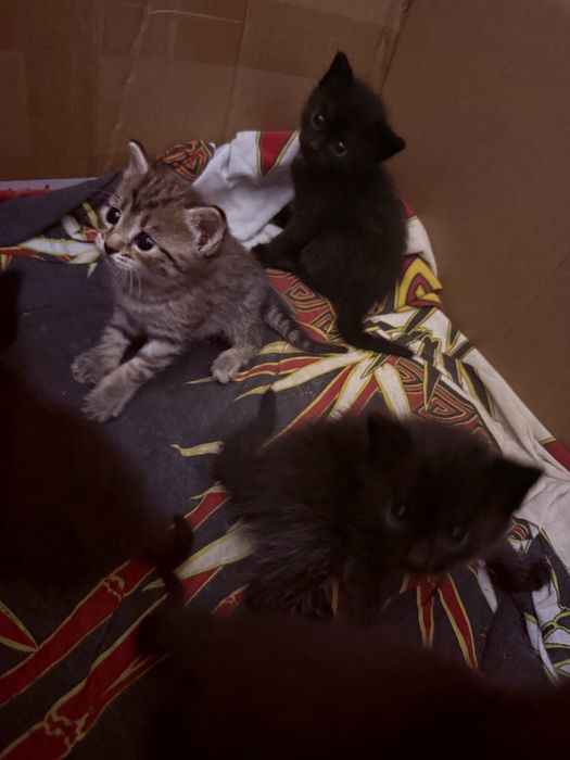 Отдам котят в добрые руки