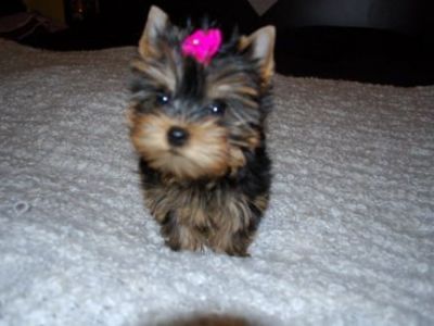 Fetita yorkshire terrier toy