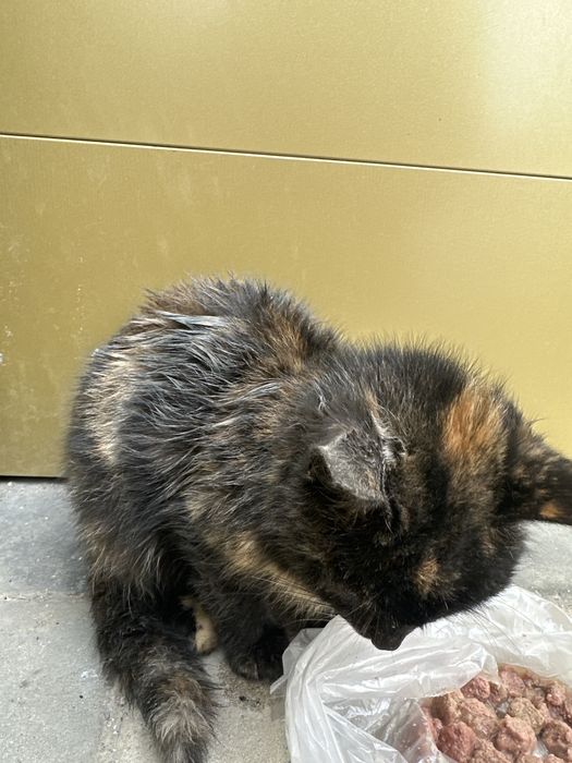 Кошка в добрые руки