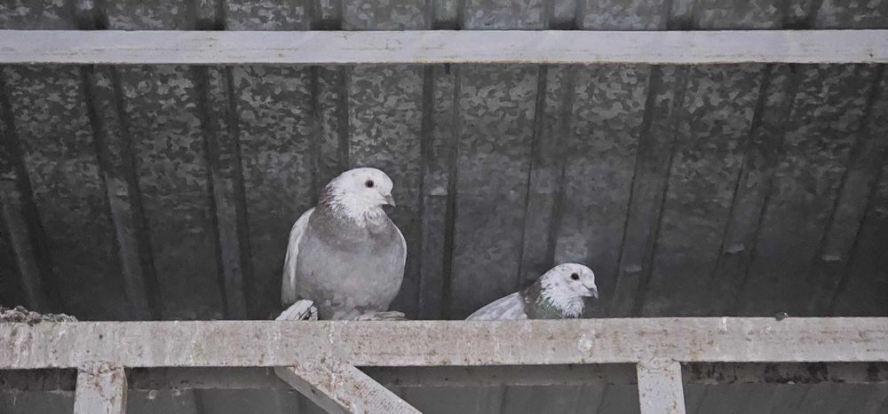 Голуби породистые