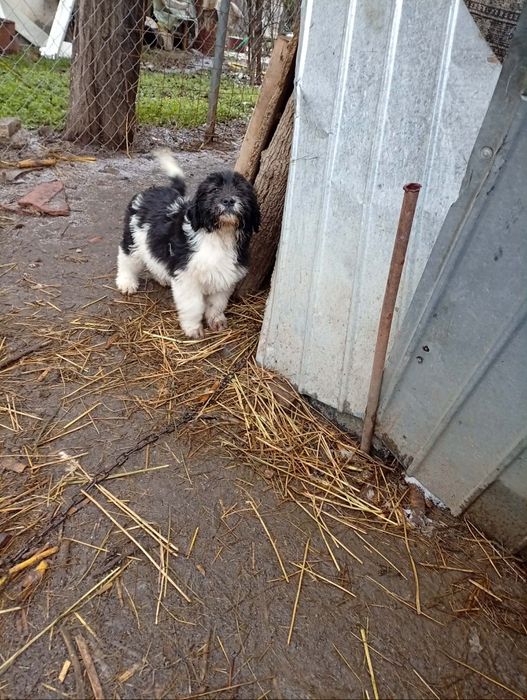 Fetiță ciobănesc mioritic .