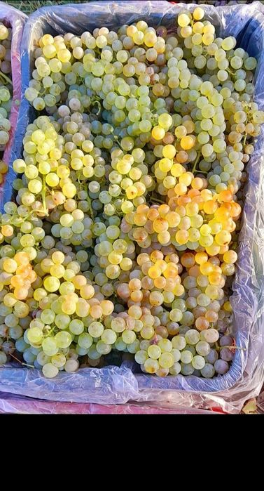 Struguri de vin livrăm în toată țara
