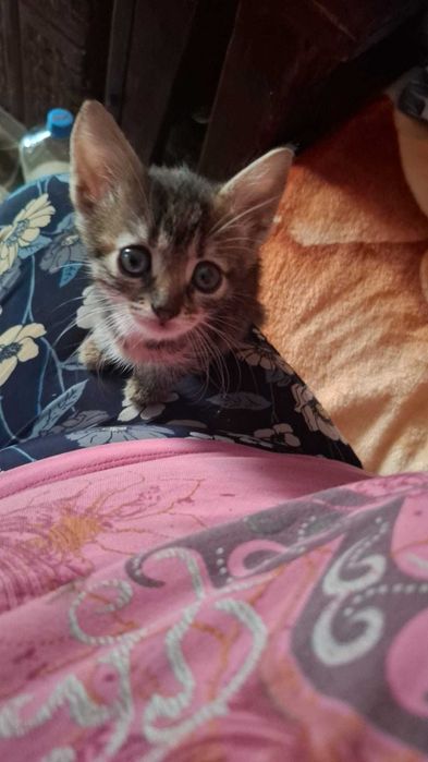 Pisici spre adoptie