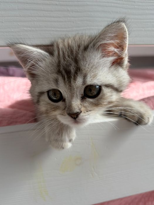 Котенок 2 месячный
