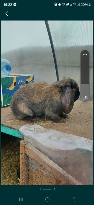 Французский баран кролики