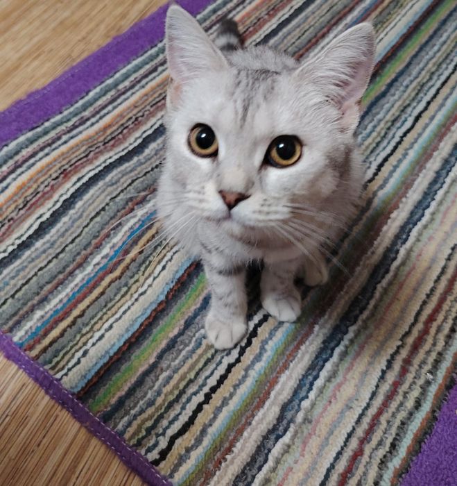 Отдадим в хорошие руки