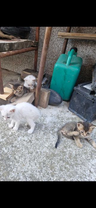 Подарявам домашни котенца