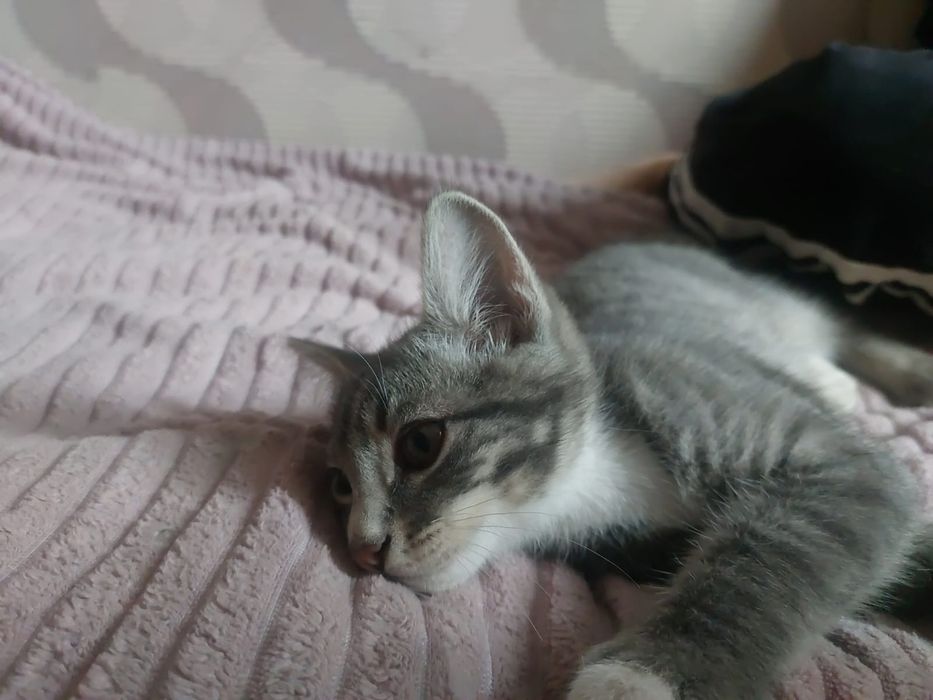 Котик-мальчик в добрые руки
