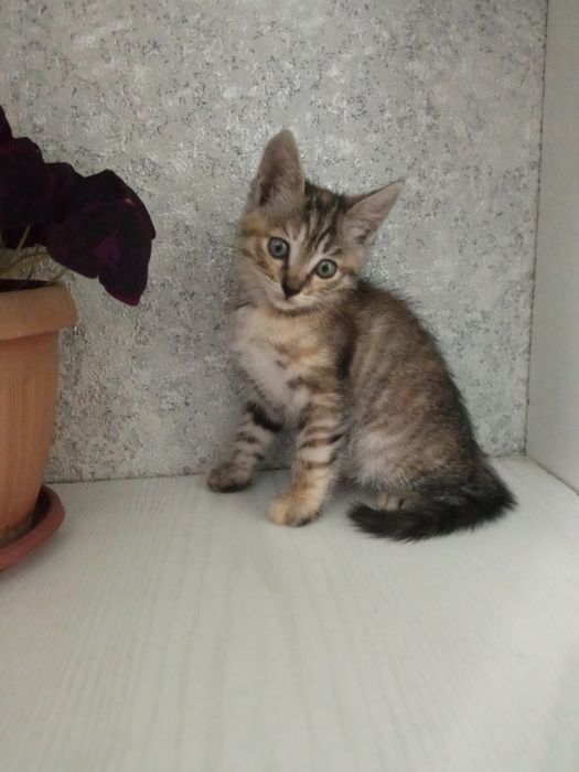 Отдам котят в добрые руки