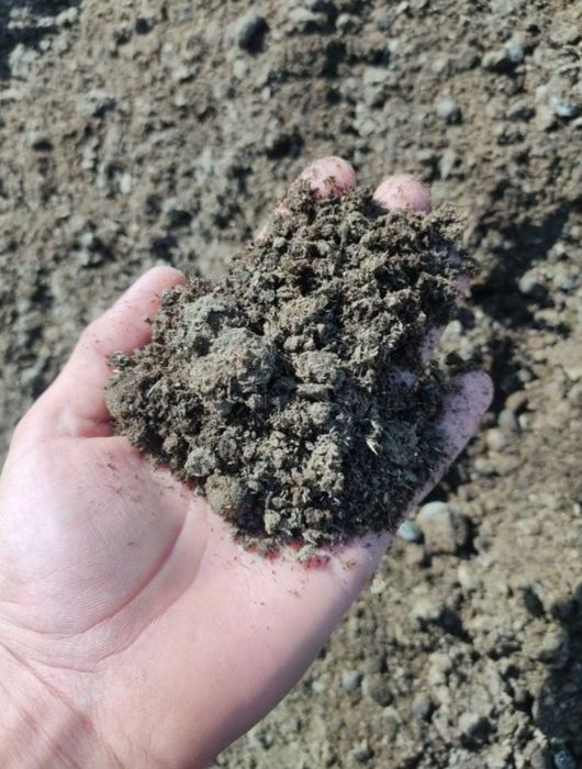 Qõy gõngi Mol gõngi/ К,у'й гу'нг Мол гу'нги