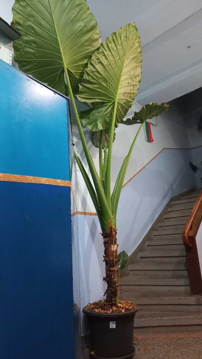 Най големият Трилистник в България.