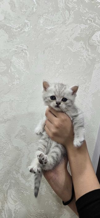 Котята , окрас голубое золото шиншила, серебристая шиншила