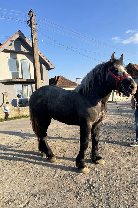 De vânzare sau schimb