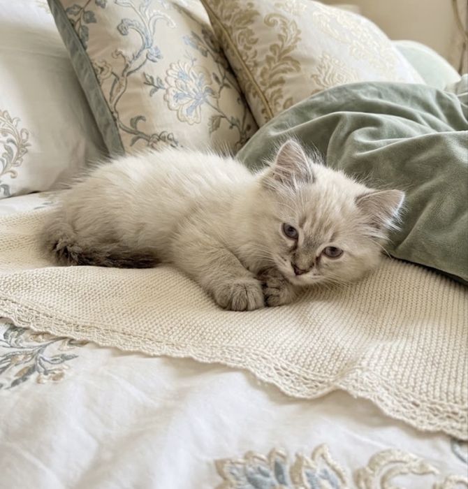 Отдам котенка мальчик2 месяца,  и девочка годик вислоухая