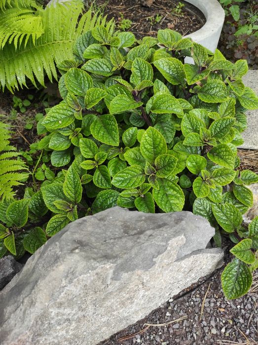 Плектрантус (комнатная мята)