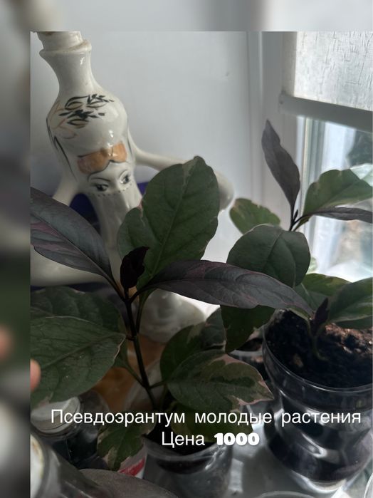 Продам комнатные цветы
