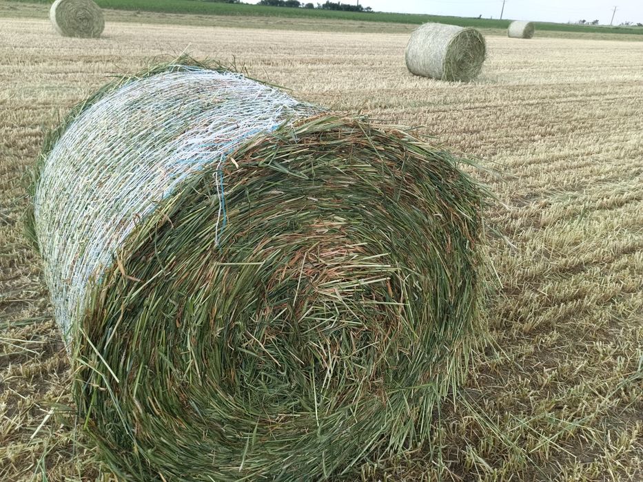 Baloti infoliati triticale