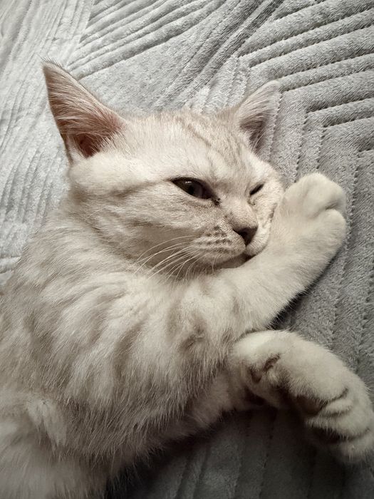 Продается котик скоттиш-страйт