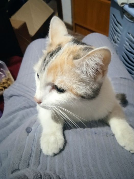 Кошка очень чистая домашняя.