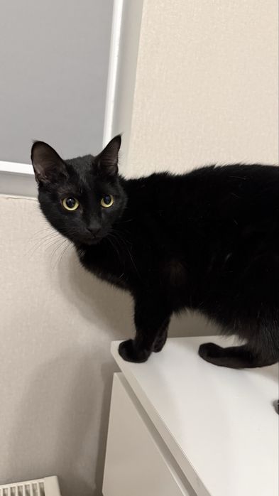 Отдам кота в добрые руки