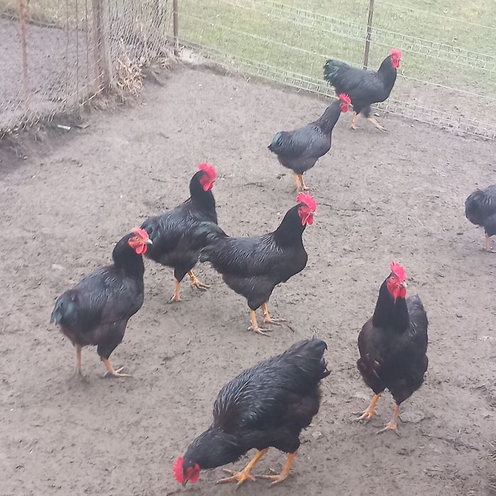 Disponibil această rasă de găini Rhodi șlam.