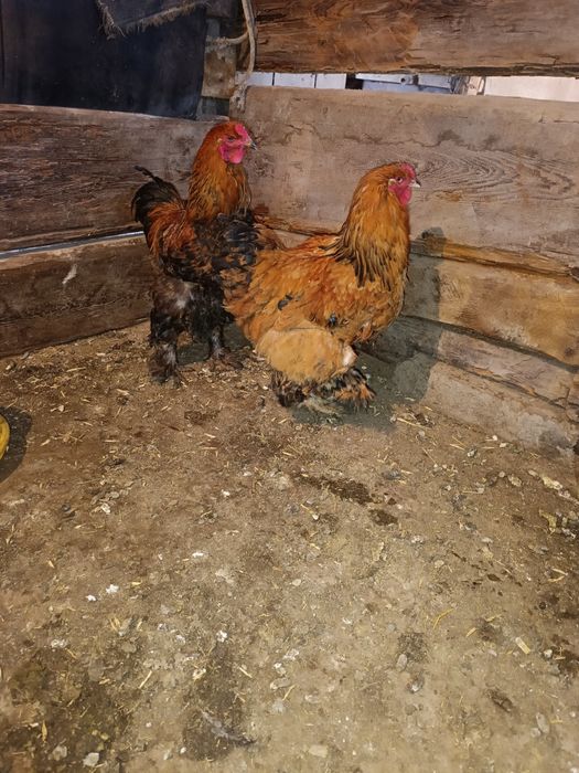 Брам атештер сатылады