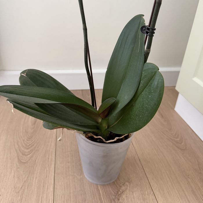 орхидея  комнатный цветок