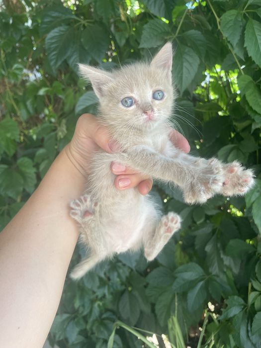 Отдам даром котенка