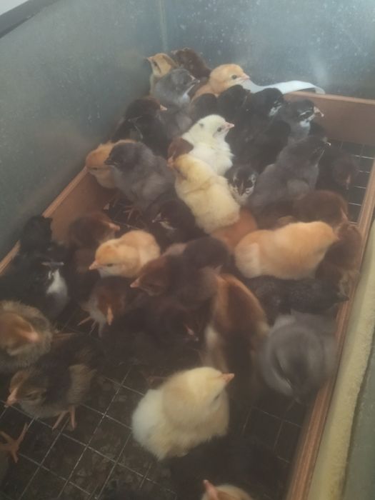 Цыплята  Балапан