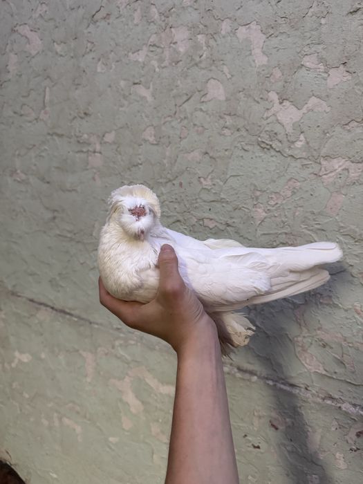 Продаю бухарских голубей