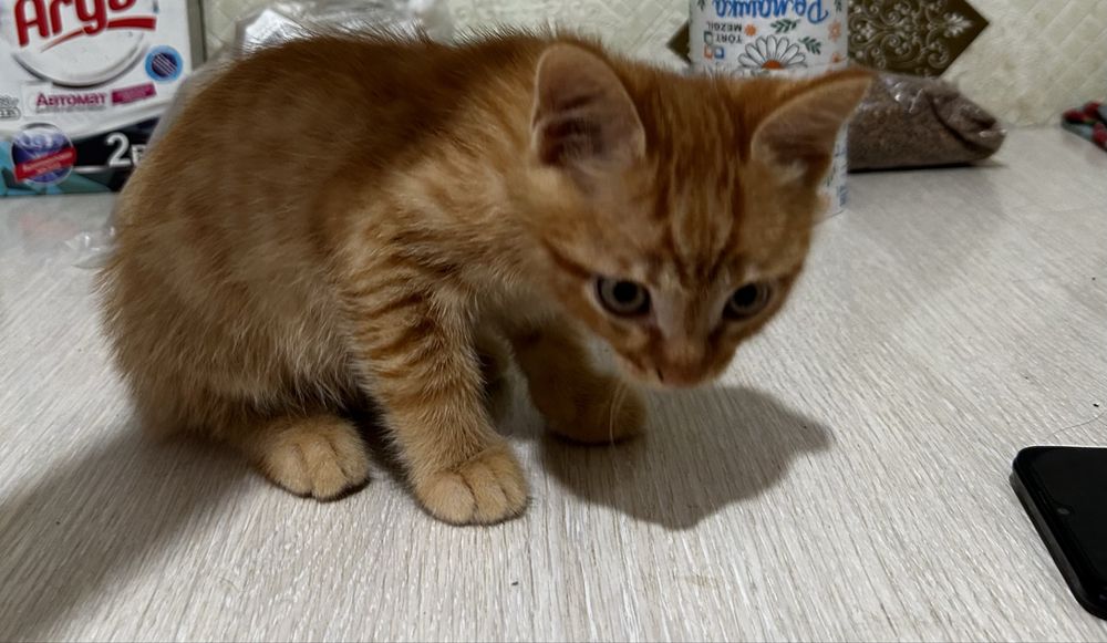 Отдам котят в добрые руки