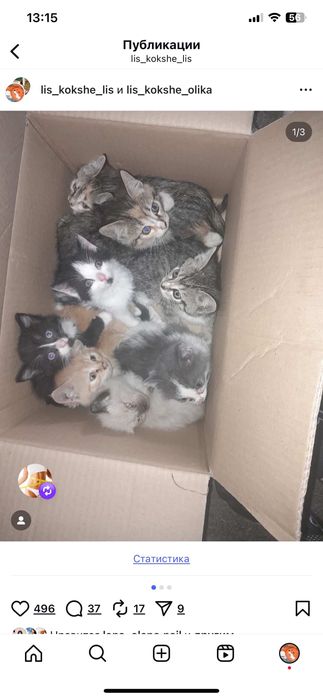 Котята и кошки в добрые руки