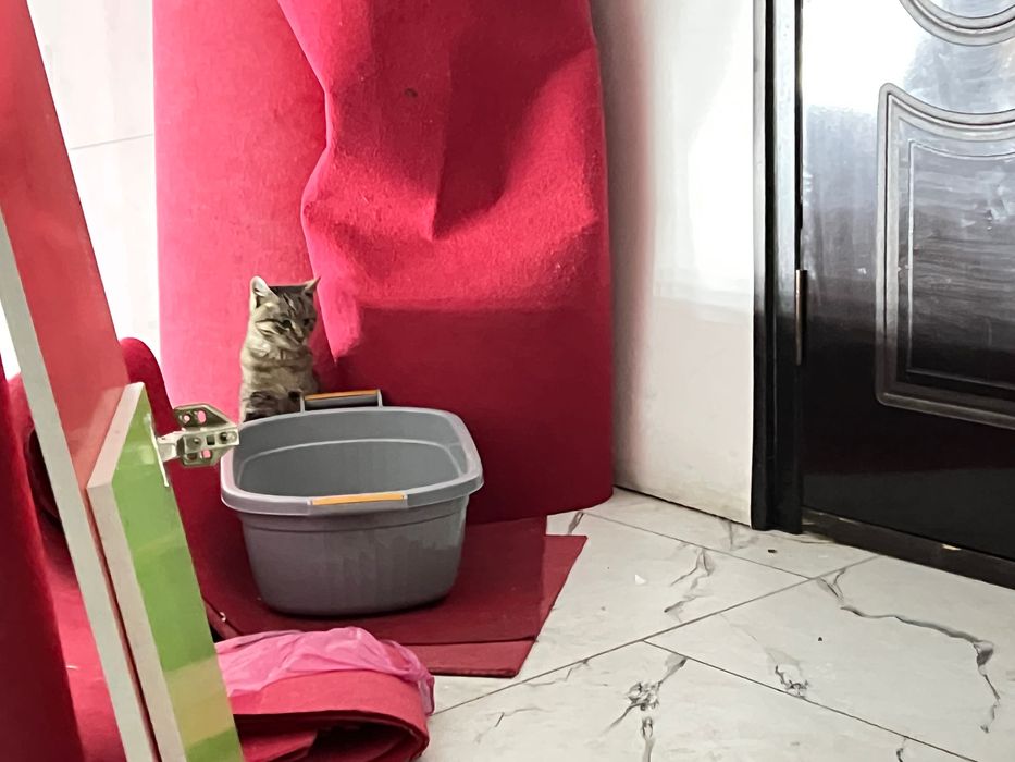 Отдам котят даром