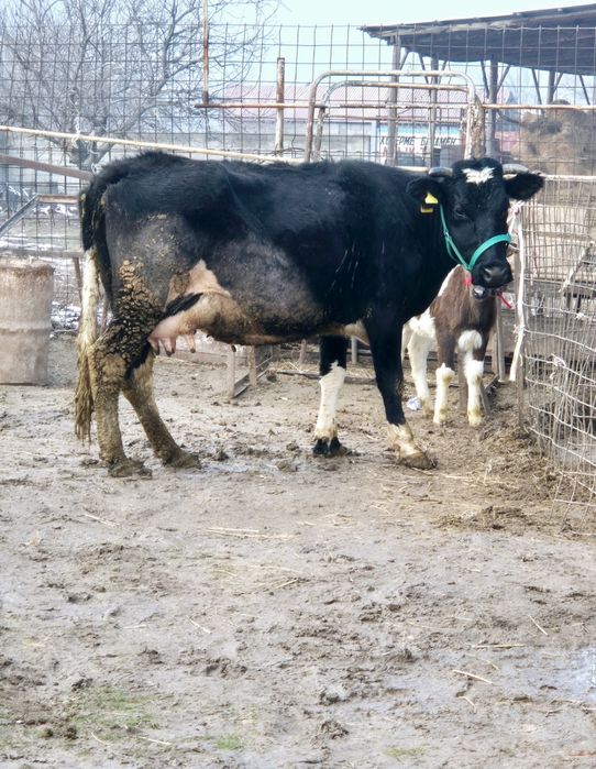 Сиыр сатылады 10лит сутті бар